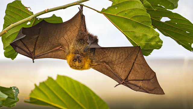 Flying Fox bat hanging from branch