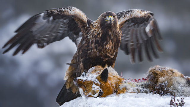 Golden eagle perching over dead fox