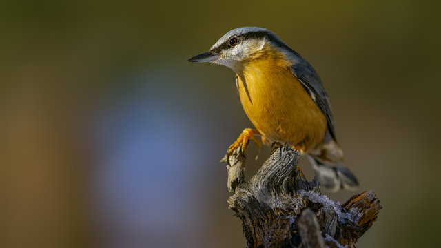 Eurasian Nuthatch perching in tree