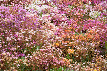 Buntes Blumenbeet - pink, rosa, weiß, orange
