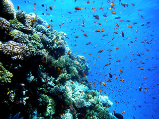 Fototapeta na wymiar The Fish & Reef