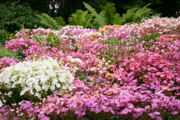 Buntes Blumenbeet - pink, rosa, weiß, orange