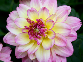 Yellow and Pink Dahlia single bloom