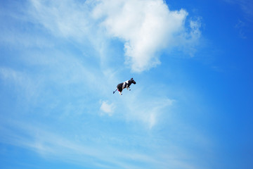 black white cow in the sky