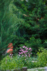 Coniferous trees and flowers in the park