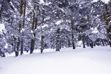 Snow mountain trekking to get spot in the forest