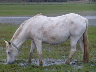 Obraz premium Parque natural de las Marismas del Ampurdán o Aiguamolls de l'Empordà en Costa Brava, Rosas (Cataluña,España)
