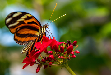 A Pretty Butterfly on a Flower