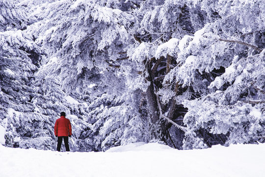 Walking on the snow forest in the mountains