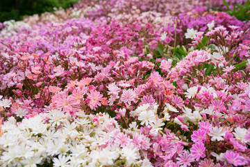 Buntes Blumenbeet - pink, rosa, weiß, orange