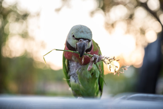 The green parrot bird holding flower in the mouth for eatting under goldden light before sunset. Selective and soft focus.