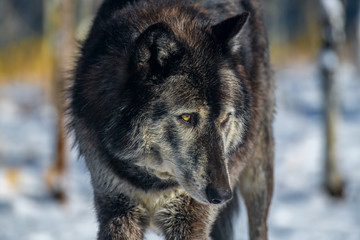 Fototapeta premium Dark Tundra Wolf Closeup