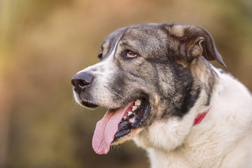  Close up portrait of Mastiff Dog in the park on a sunny day looking sideways.