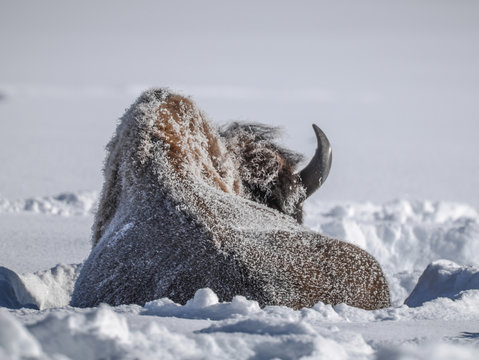 Sleeping bison in winter