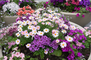 Buntes Blumenbeet mit Margeriten, Petunien etc. pink, lila, rosa, weiß 