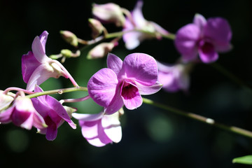 Fototapeta na wymiar pink orchids 