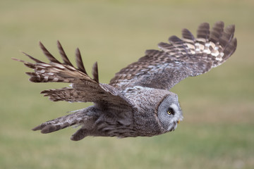 Uil vliegt. Grote grijze uil in vlakke vlucht. Mooie roofvogel.