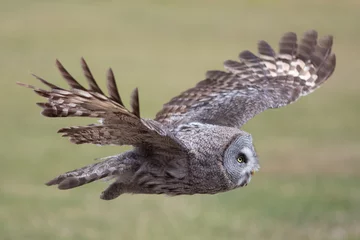 Foto op Aluminium Uil Uil vliegt. Grote grijze uil in vlakke vlucht. Mooie roofvogel.