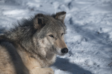 A Timber Wolf in a Snowy Forest