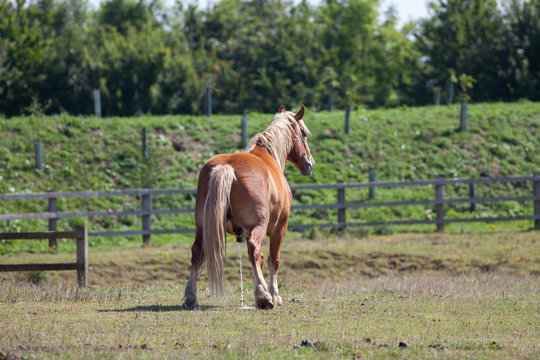 Horse piss. Large chestnut horse pissing in a field.