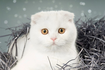 Weiße Faltohrkatze sitzt in Papierschnipseln