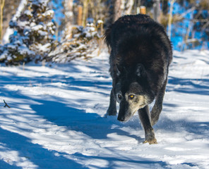 Dark Tundra Wolf in a Snowy Forest