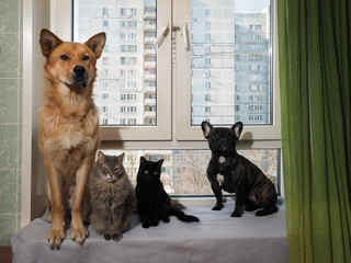 Dogs and cats sit funny on a wide window sill