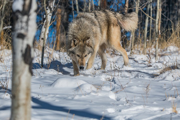 A Timber Wolf in a Snowy Forest