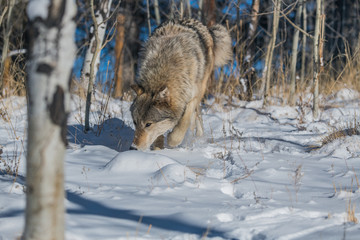 A Timber Wolf in a Snowy Forest
