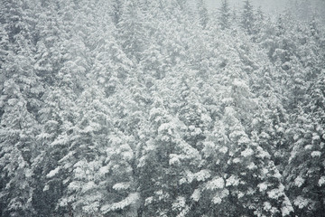 Fototapeta premium snowing in the winter forest