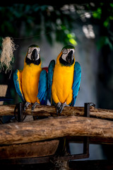 Colorful macaw on branch