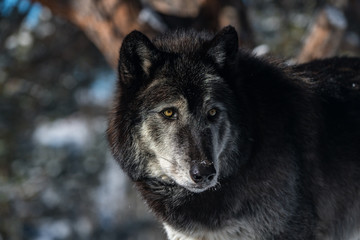Dark Tundra Wolf Closeup