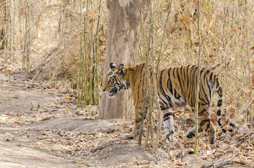 A tiger walking inside bandhavgarh national park on a hot summer day during a wildlife safari