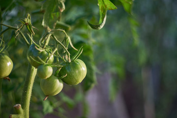 Tomato Bush.