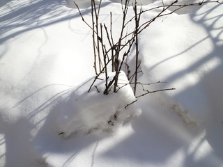 snow sparkling in the sun