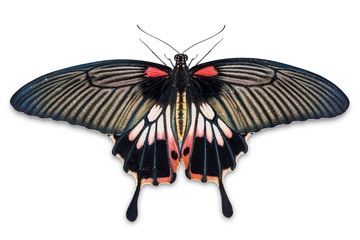 Female Great Mormon (Papilio memnon) butterfly