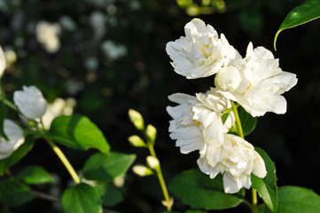 White jasmine flowers in spring