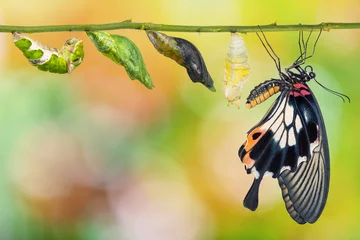 Papier Peint photo Papillon Female Great Mormon (Papilio memnon) butterfly life cycle