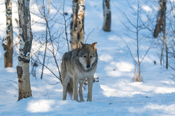 A Timber Wolf in a Snowy Forest during Winter