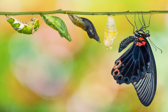 Male Great Mormon (Papilio memnon) butterfly life cycle