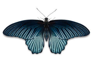 Male Great Mormon (Papilio memnon) butterfly