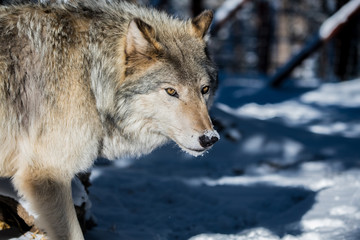 Naklejka premium A Timber Wolf in a Snowy Forest during Winter