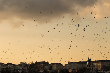 sunset flock