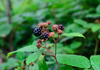 Wild blackberry fruit in the forest