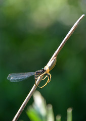 Tibellus oblongus, Laufspinne, mit Kleinlibelle Zygoptera, Natur, Wald, See, Libelle