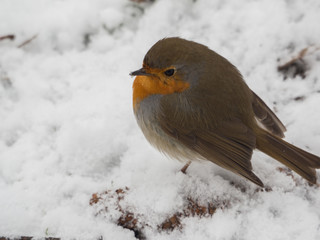 robin a wild bird in the park in winter