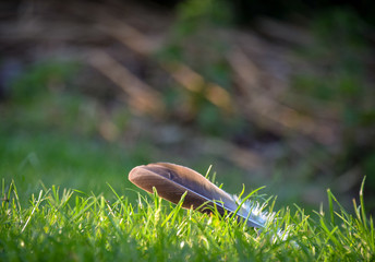 Feder, Natur, Bokeh, Vogel, Urlaub, Frei, Schweben, Braun, Möwe, Gras, Sommer