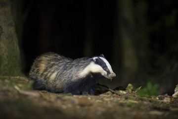European badger (Meles meles) at night