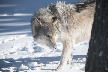 A Timber Wolf in a Snowy Forest during Winter