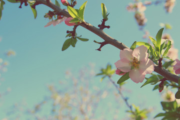 background of spring white cherry blossoms tree. selective focus.